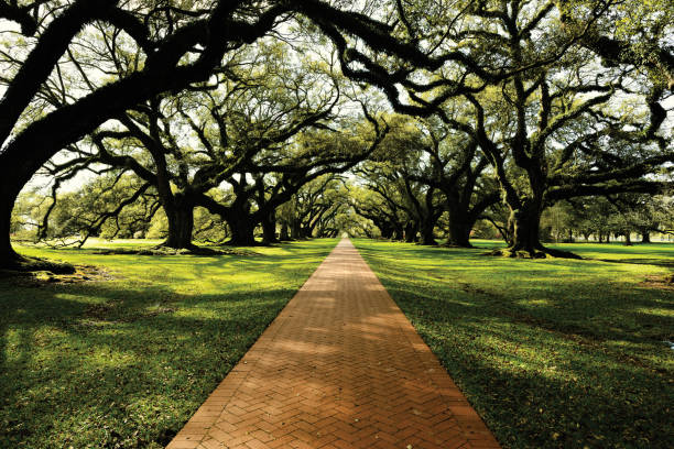 Oak road Oak road spanish moss photos stock pictures, royalty-free photos & images