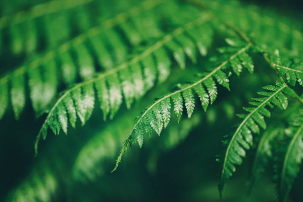 istock Fern leaves in the forest 1158016862