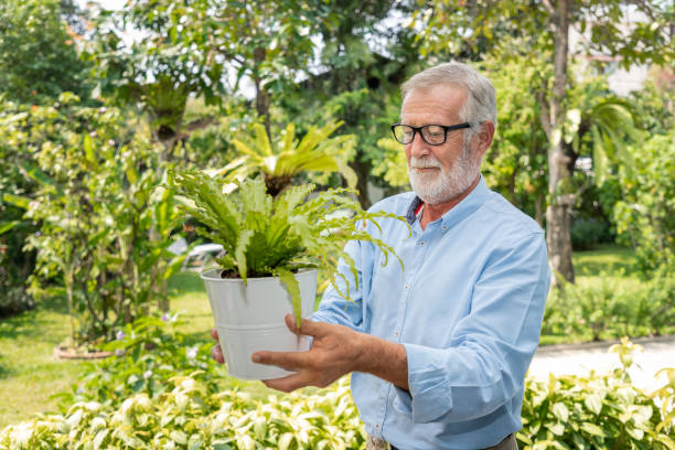 高齢者は水を浄化し、庭のテーブルの上に小さな木の世話をする老人 - gardening single flower house flower ストックフォトと画像