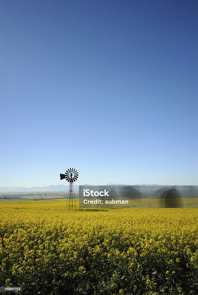 Mulino a vento nel campo di colza stupro - Foto stock royalty-free di Turbina a vento