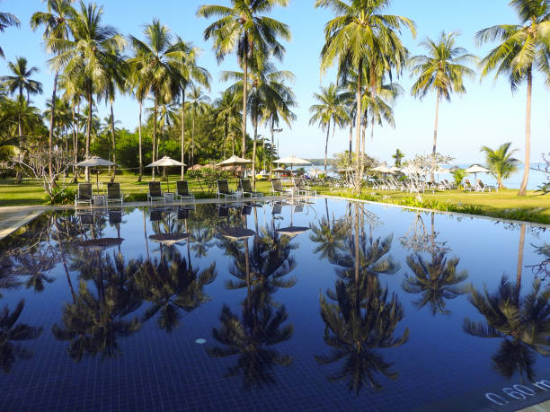 istock Palm trees mirror in the pool 1158017615