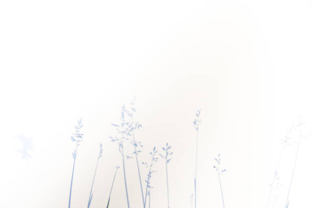 istock Abstract gray shadow background of natural leaves on white texture for background 1158017637