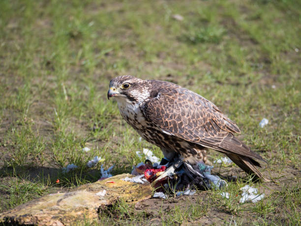 falcão de lanner e sua rapina do pombo no prado - lanner falcon - fotografias e filmes do acervo