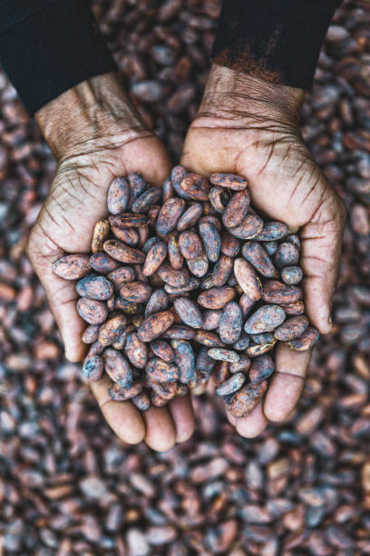 granos de cacao en las manos - chocolate beans fotografías e imágenes de stock
