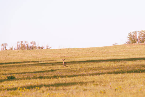istock Beautiful landscape and roe deer on field 1158018172