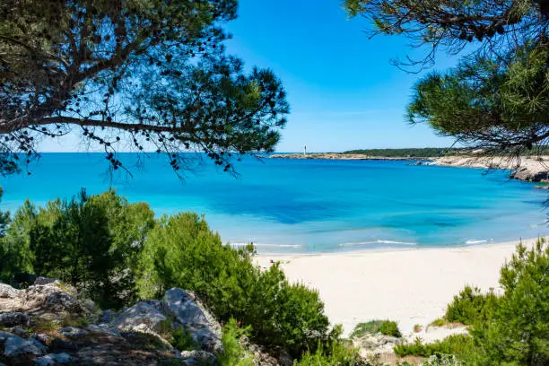 Photo of Crystal clear blue Mediterranean sea water on St.Croix Martigues beach and mediterranean pine trees, Provence, France