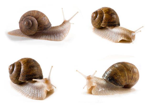 imagen aislada de un primer plano de caracol - remote shell snail isolated fotografías e imágenes de stock