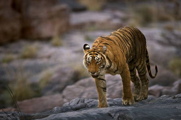 istock Female Tiger krishna ambling along the rocks on Zone-4 1158019606