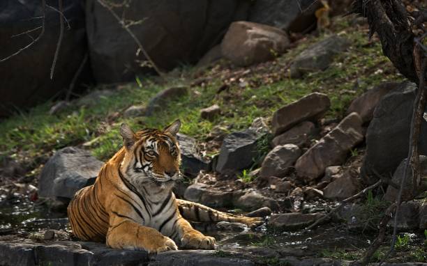 istock Sub-adult cub Jai relaxing at zone-6 1158019722