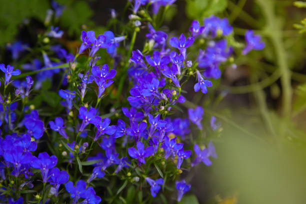 Blue violet Lobelia erinus Sapphire flowers or Edging Lobelia, Garden LoBlue violet Lobelia erinus Sapphire flowers or Edging Lobelia, Garden Lobelia a popular edging plant in gardens for hanging baskets and window boxes.belia a popular edging plant in gardens for hanging baskets and window boxes.