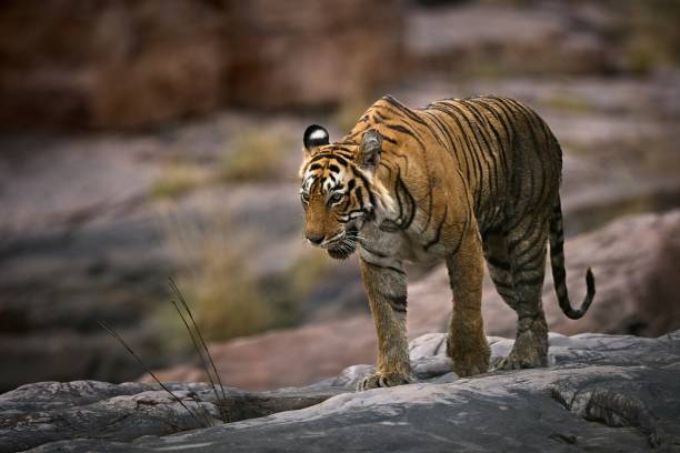 istock Female Tiger krishna (T-19) in Zone-4 of Ranthambore 1158019921