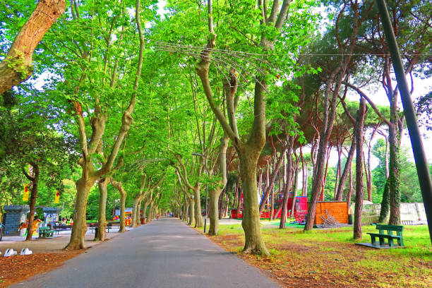 istock Pine forest of Ponente, Viareggio, Italy 1158020124