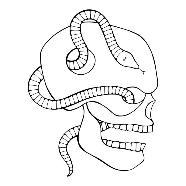 Ilustración de Vector Negro Y Blanco Dibujado A Mano Ilustración De Cráneo Con Serpiente Diente Cara De Silueta De Humano Imprimir Horror Para La Camiseta Estilo Mexicano Día De Muertos Halloween Boceto Ilustración de Vector Negro Y Blanco Dibujado A Mano Ilustración De Cráneo Con Serpiente Diente Cara De Silueta De Humano Imprimir Horror Para La Camiseta Estilo Mexicano Día De Muertos Halloween Boceto