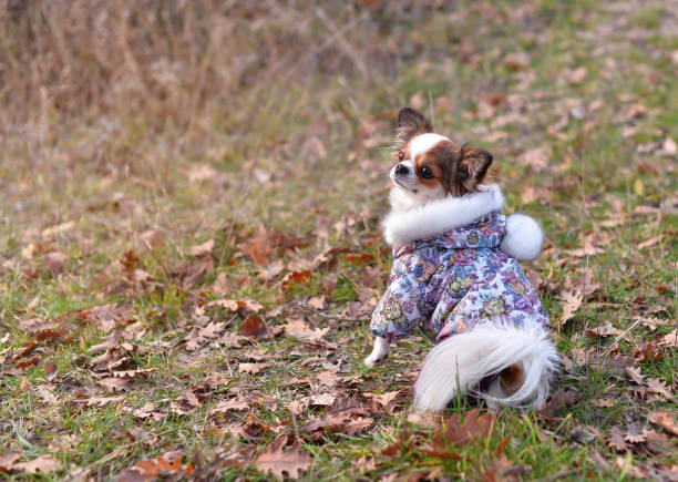 istock little doggie in clothes 1158020740