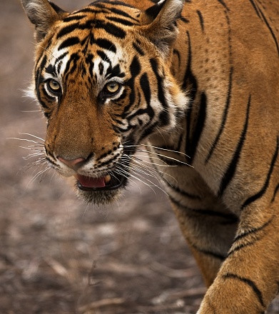 Closeup Of Subadult Cub Of Female Tiger Krishna Stock Photo - Download  Image Now - iStock