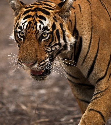 Closeup Of Subadult Cub Of Female Tiger Krishna Stock Photo - Download Image Now - iStock Closeup Of Subadult Cub Of Female Tiger Krishna Stock Photo - Download Image Now - iStock