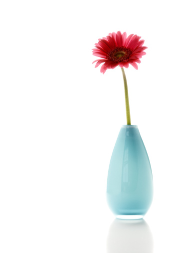 Studio shot of a Barberton daisy (Gerbera) in a blue vase on isolated white background.