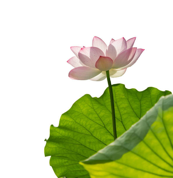 istock Pink water lily flower isolated 1158020856