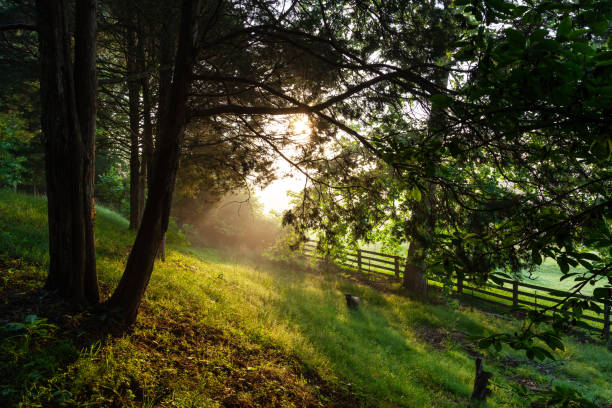 A view of pastures and trees on beautiful late spring morning in rural East Tennessee with morning sunlight.