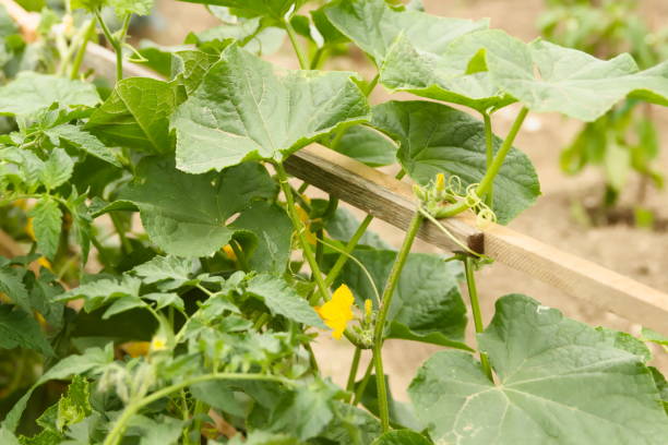 istock Cucumber plant on Domestic Garden 1158021136