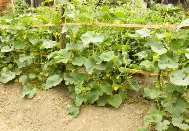 istock Cucumber plant on Domestic Garden 1158021138