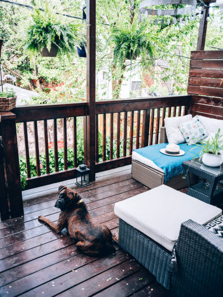Outdoor patio deck in summer with dog