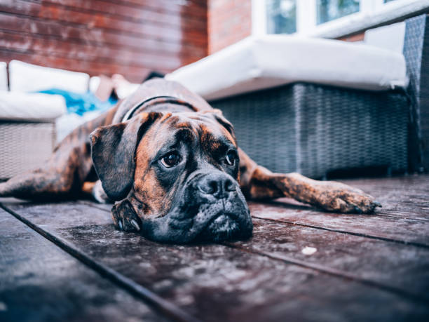 Outdoor patio deck in private North American townhouse. Family's Boxer dog resting on the patio. Unrecognizable woman resting on the outdoor sofa.