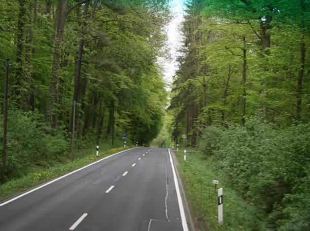 istock Road in the middle of forest 1158021419