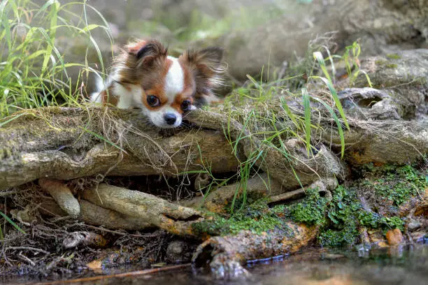 chihuahua lies on the root of a tree near the river