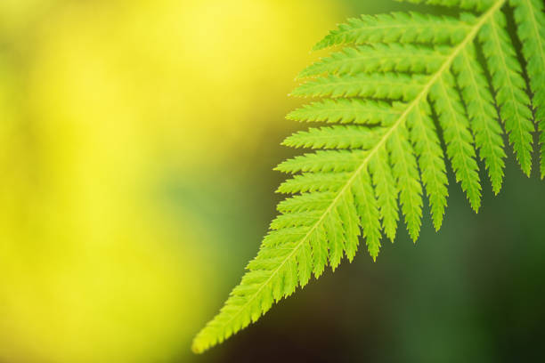 fern leaf - fern bracken growth leaf imagens e fotografias de stock