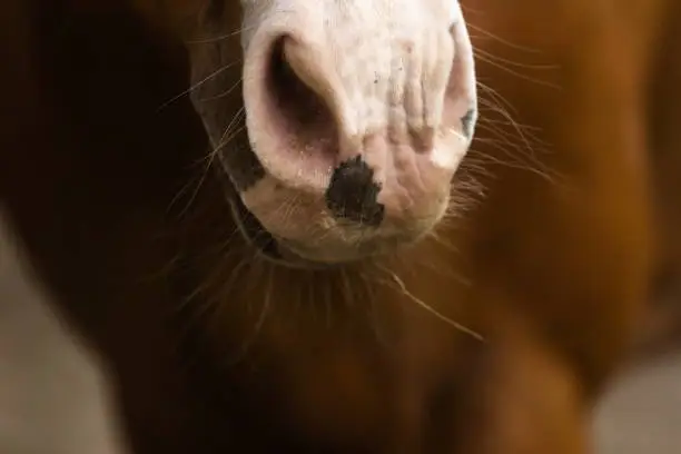 Portrait of Brown Horse