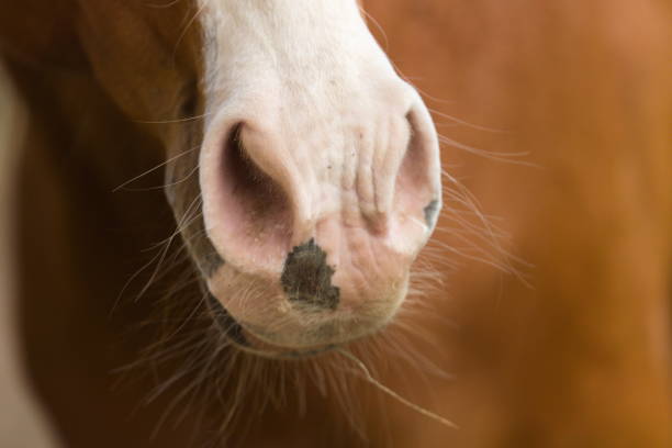Portrait of Brown Horse
