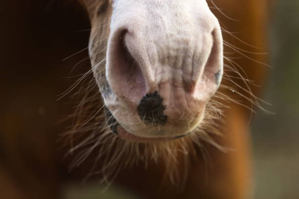 istock Portrait of Brown Horse 1158024113