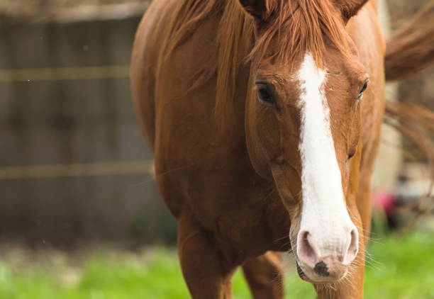 Vertical Picture of a browb Mare Horse with a white spot on the forehead .