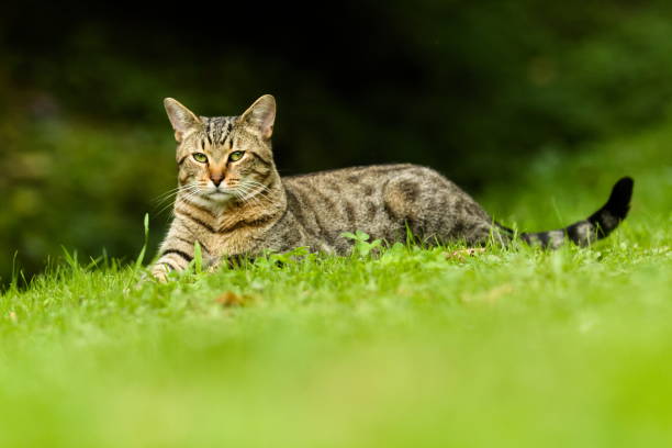 istock Cute Tabby Domestic Cat Resting Outdoors on Meadow 1158024125