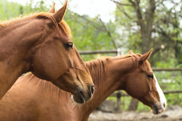 istock Two Brown Horses Enjoying Outdoors 1158024126