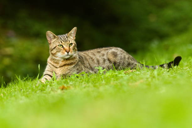istock Cute Tabby Domestic Cat Resting Outdoors on Meadow 1158024128