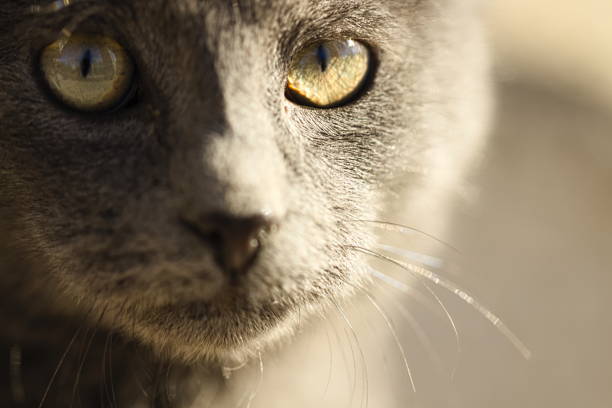 Chartreux cat scratching while lying on the floor