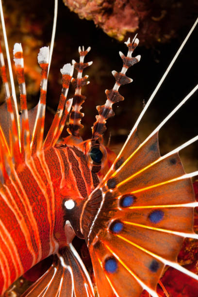 Close-up of Broadbarred Firefish or Spotfin Lionfish Pterois antennata, Sumbawa, Indonesia Pterois antennata, like many fish species, has very different common names like Broadbarred Firefish and Spotfin Lionfish. The species occurs in the tropical Indo-Pacific in a depth range from 2-86m in lagoon and seaward reefs, hiding in crevices under rocks and coral formations during the day and hunting at night, feeding on shrimps and crabs, max. length 20cm. Northernmost part of Sumbawa, Indonesia, 8°4'44" S 122°50'26" E at 16m depth pterois antennata stock pictures, royalty-free photos & images