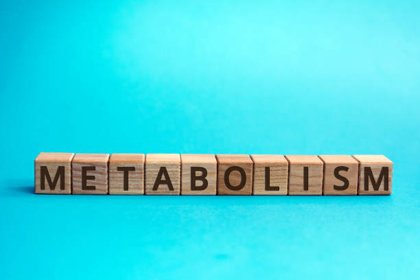 istock metabolism inscription wooden cubes 1158025997