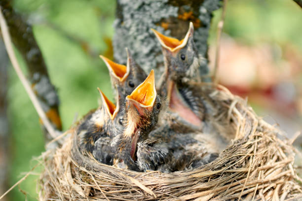 istock Baby birds in nest 1158026017