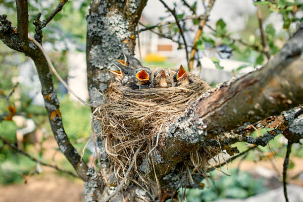 Baby birds in nest Nest of thrush with hungry chicks. Five baby birds with an orange beaks. Nestling Song Thrush thrush bird stock pictures, royalty-free photos & images