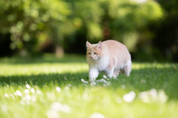 istock maine coon garden 1158026104