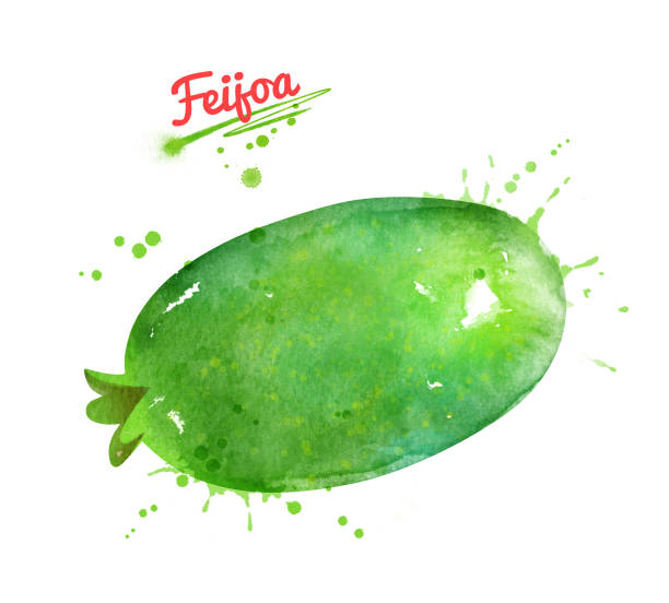 ilustraciones, imágenes clip art, dibujos animados e iconos de stock de acuarela dibujada a mano ilustración de la fruta de feijoa - feijoo