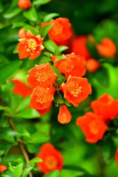 istock Flower and Fruit of Pomegranate / Punica granatum 1158026877