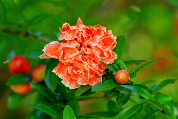 istock Flower and Fruit of Pomegranate / Punica granatum 1158027418