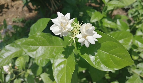Jasminum sambac is a species of jasmine native to a small region in the eastern Himalayas in Bhutan and neighbouring Bangladesh, India and Pakistan. It is cultivated in many places, especially across much of South and Southeast Asia. It grows also in Egypt. It has a very attractive perfume smell
