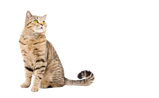 istock Adorable cat Scottish Strait sitting  isolated on white background 1158030076