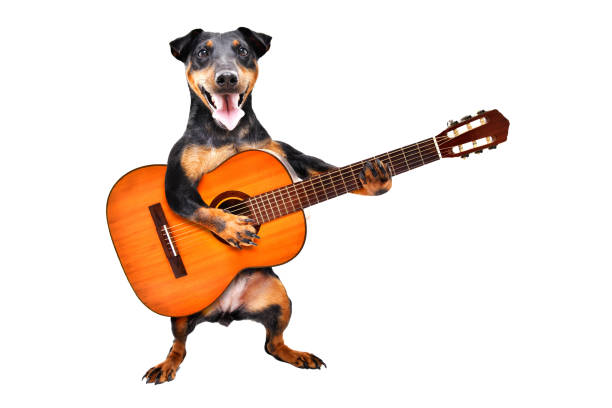 funny dog breed jagdterrier standing with acoustic guitar isolated on white background - white dog audio imagens e fotografias de stock