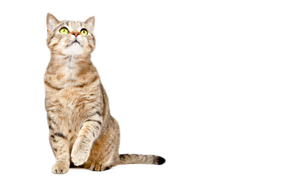istock Curious cat Scottish Strait sitting with raised paw and looking up isolated on white background 1158030104